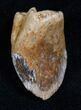 Partially Rooted Ceratopsian Tooth - Two Medicine Formation #13715-4